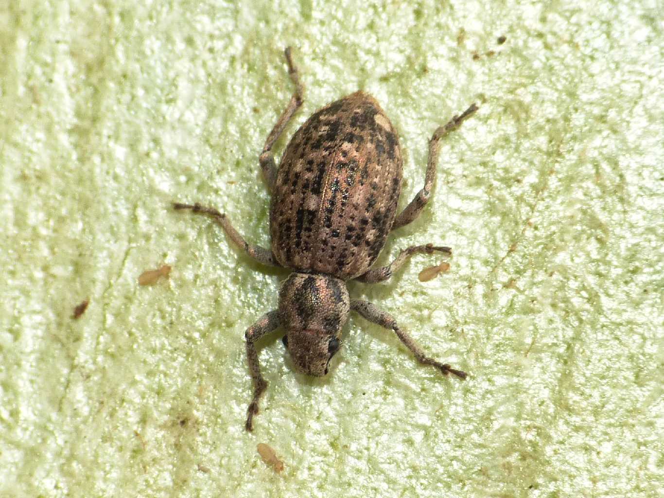 Piccolo Curculionidae